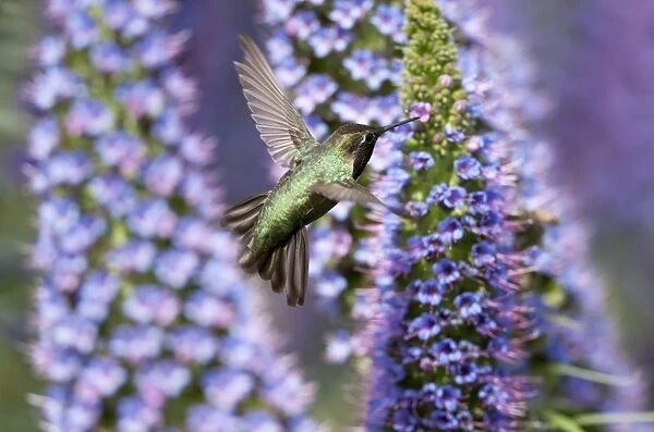 Hummingbird and Pride of Madeira Wildflower