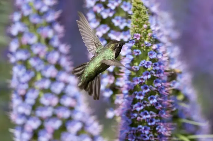 Framed Print : Hummingbird and Pride of Madeira Wildflower