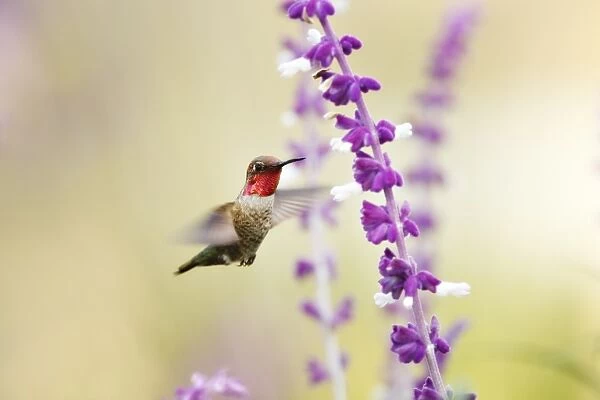 Hummingbird at purple and white wildflowers