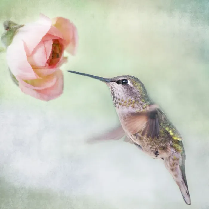 Framed Print : Hummingbird and Ranunculus Framed Print : Hummingbird and Ranunculus