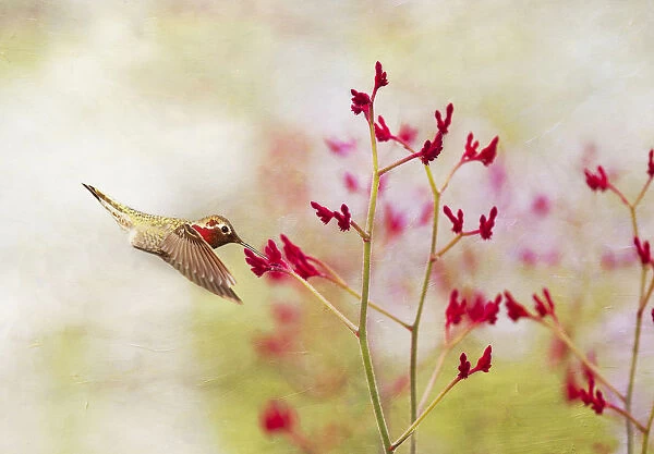 Hummingbird at Red Wildflowers