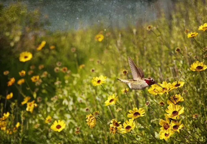 Framed Print : Hummingbird and sunflowers Framed Print : Hummingbird and sunflowers
