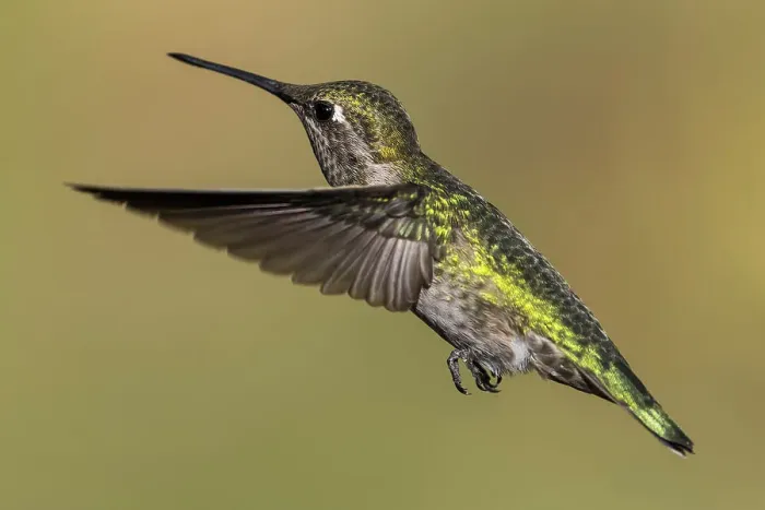 Framed Print : Hummingbird (Trochilidae) in flight, Cascade Siskiyou National Monument Framed Print : Hummingbird (Trochilidae) in flight, Cascade Siskiyou National Monument