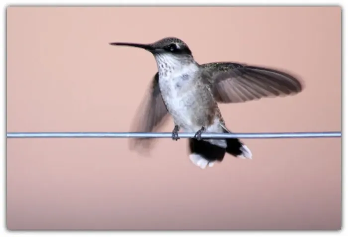 Framed Print : Hummingbird on a Wire Framed Print : Hummingbird on a Wire