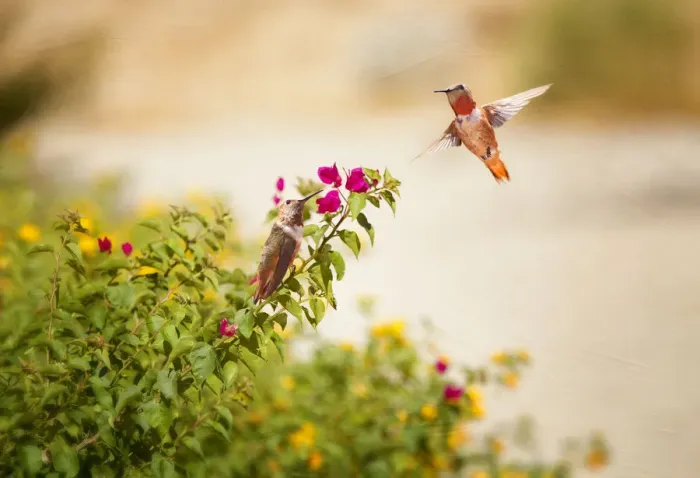 Framed Print : Hummingbirds Framed Print : Hummingbirds