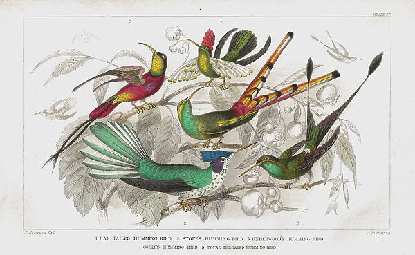 Hummingbirds old 1852 litho print