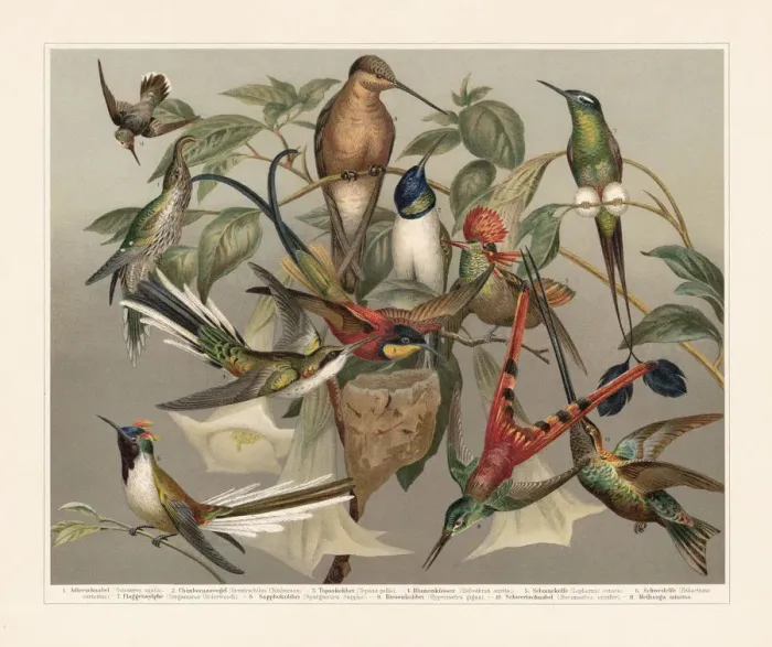Framed Print : Hummingbirds (Trochilinae), chromolithograph, published in 1897 Framed Print : Hummingbirds (Trochilinae), chromolithograph, published in 1897