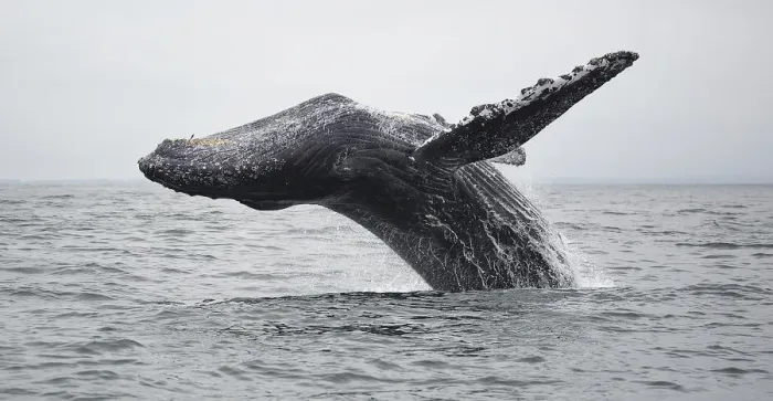 Framed Print : Humpback Whale