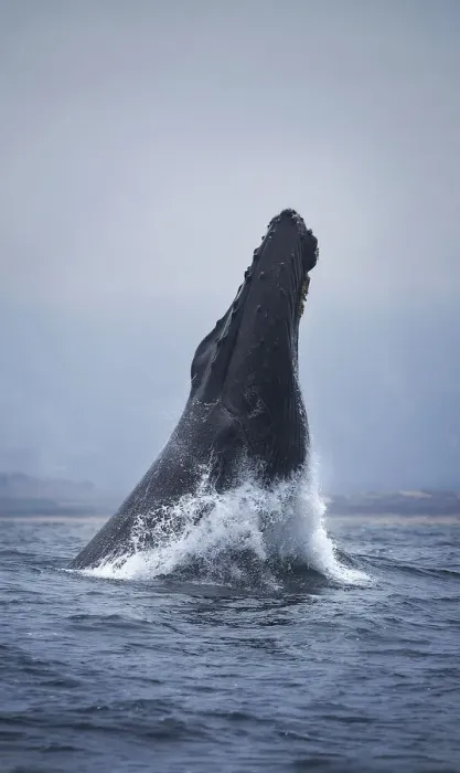 Framed Print : Humpback Whale Framed Print : Humpback Whale