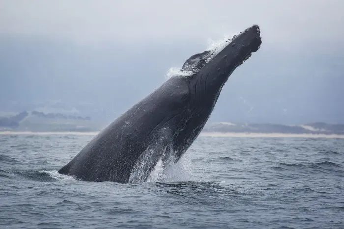 Framed Print : Humpback Whale Framed Print : Humpback Whale