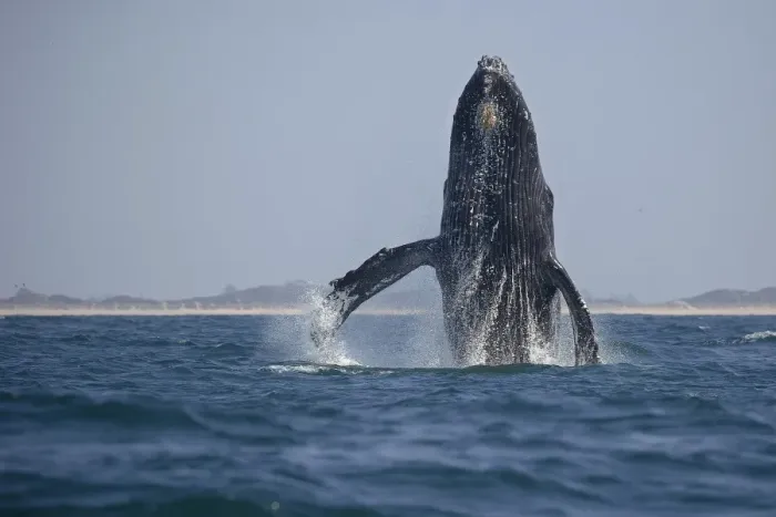 Framed Print : Humpback Whale Breaching Framed Print : Humpback Whale Breaching