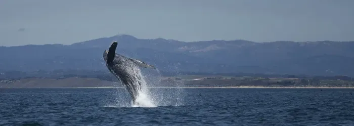 Framed Print : Humpback Whale Breaching Framed Print : Humpback Whale Breaching