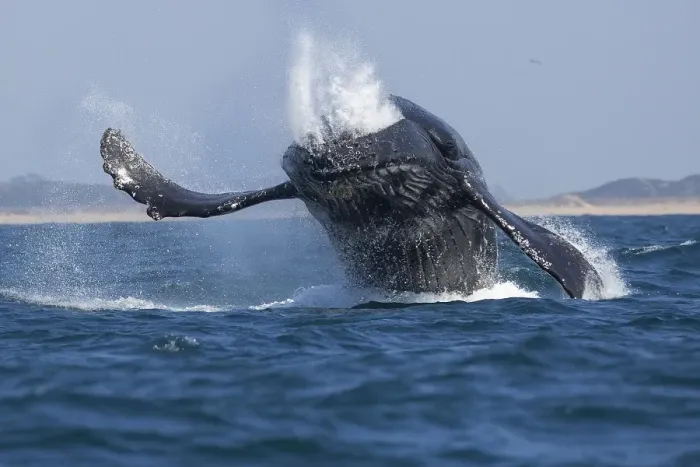 Framed Print : Humpback Whale Breaching