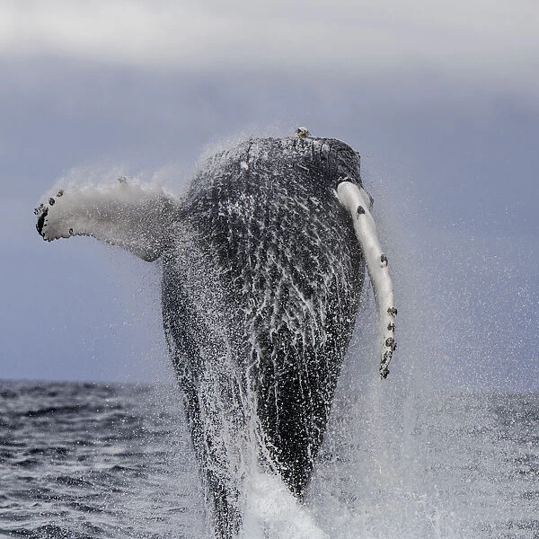 Humpback whale breaching during the annual migration of these whales north to the warmer