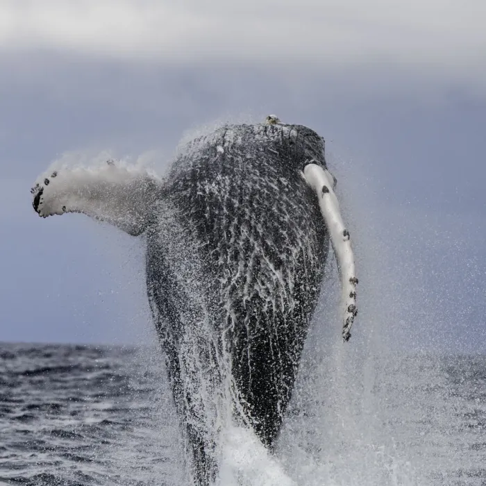 Framed Print : Humpback whale breaching during the annual migration of these whales north to the warmer Framed Print : Humpback whale breaching during the annual migration of these whales north to the warmer