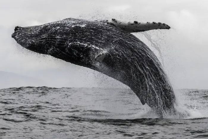 Framed Print : Humpback whale breaching off the coast of Langebaan, South Africa Framed Print : Humpback whale breaching off the coast of Langebaan, South Africa
