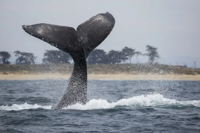 Framed Print : Humpback Whale Fluke