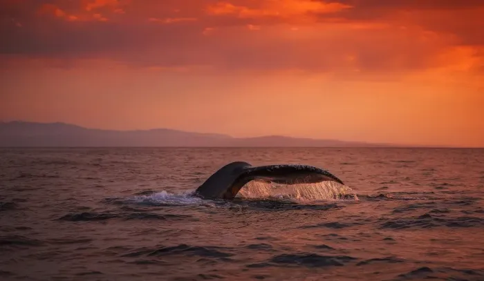 Framed Print : Humpback Whale Fluke Framed Print : Humpback Whale Fluke