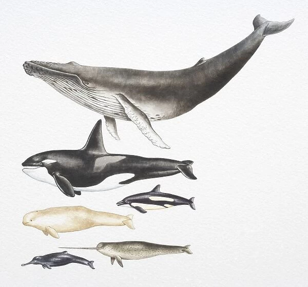 Humpback Whale, Killer Whale, Beluga, Pacific White-Sided Dolphin, Ganges River Dolphin and Narwhal