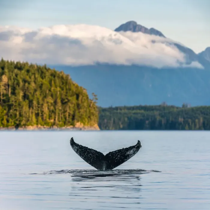 Framed Print : Humpback Whale Tail on the British Columbia coastline, Canada. Vancouver Island Framed Print : Humpback Whale Tail on the British Columbia coastline, Canada. Vancouver Island