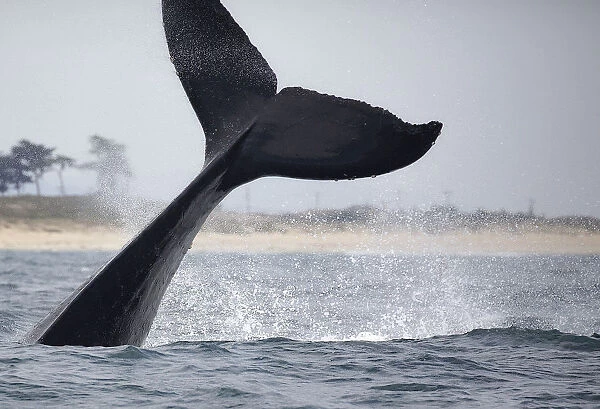 Humpback Whale Tail Lobs