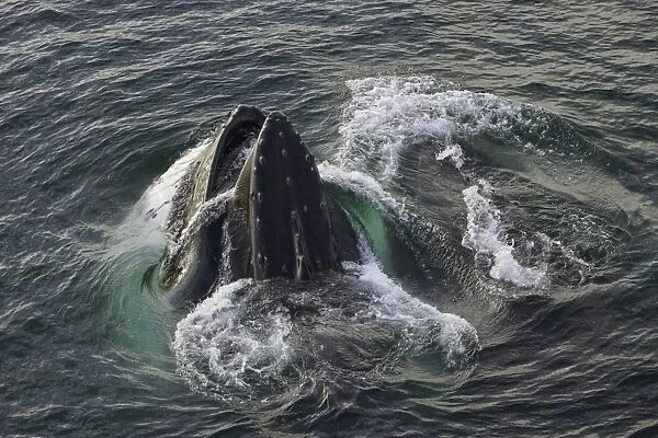 Humpback whales feeding, Antarctic Peninsula