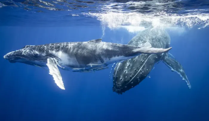 Framed Print : Humpback whales swimming underwater Framed Print : Humpback whales swimming underwater