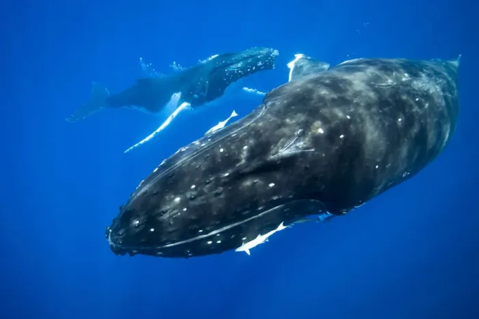 Framed Print : Humpback whales swimming underwater Framed Print : Humpback whales swimming underwater