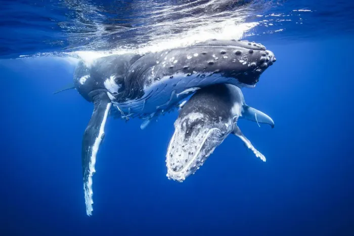 Framed Print : Humpback whales swimming underwater Framed Print : Humpback whales swimming underwater