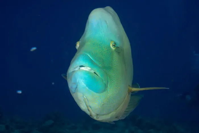 Framed Print : Humphead wrasse -Cheilinus undulatus-, Palau Framed Print : Humphead wrasse -Cheilinus undulatus-, Palau