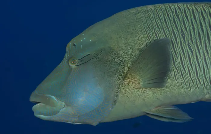 Framed Print : Humphead wrasse -Cheilinus undulatus-, Palau