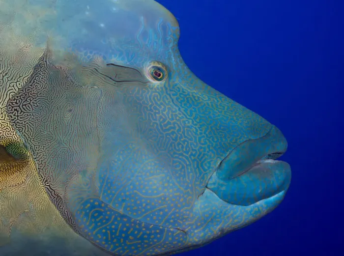 Framed Print : Humphead wrasse -Cheilinus undulatus-, Palau Framed Print : Humphead wrasse -Cheilinus undulatus-, Palau