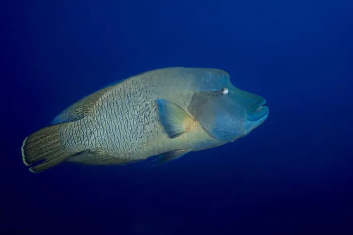 Framed Print : Humphead wrasse -Cheilinus undulatus-, Palau