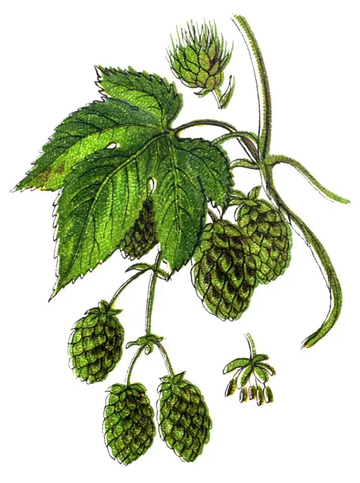 Framed Print : Humulus lupulus (common hop or hops) Framed Print : Humulus lupulus (common hop or hops)