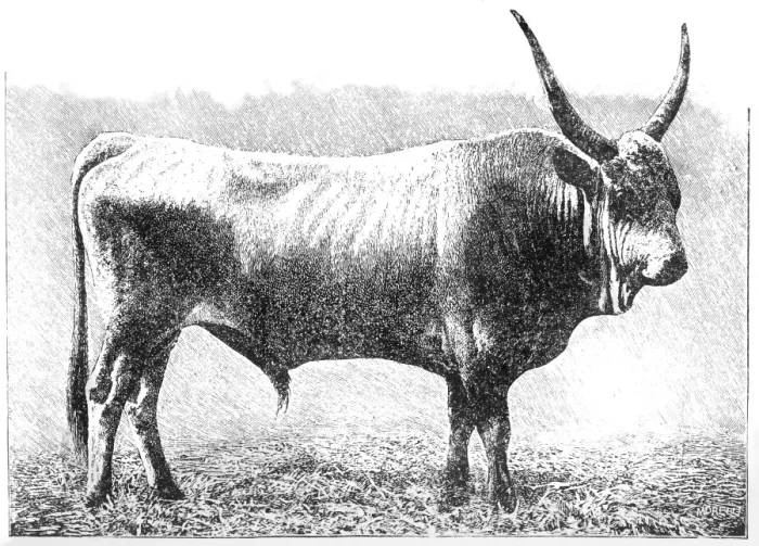 Framed Print : Hungarian bull Framed Print : Hungarian bull