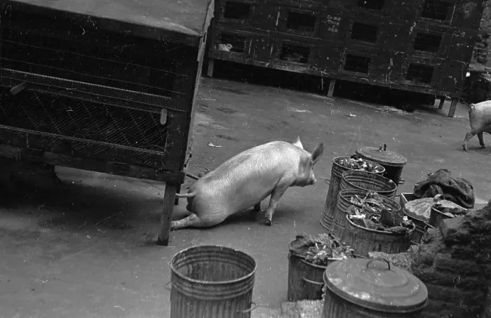Framed Print : Hungry Pig Framed Print : Hungry Pig