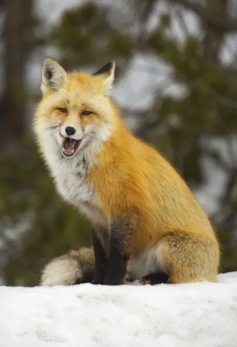 Framed Print : The hungry smiling fox Framed Print : The hungry smiling fox