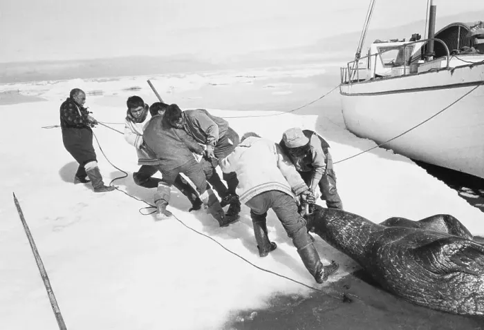 Framed Print : Hunters Dragging Walrus Onto Ice Framed Print : Hunters Dragging Walrus Onto Ice