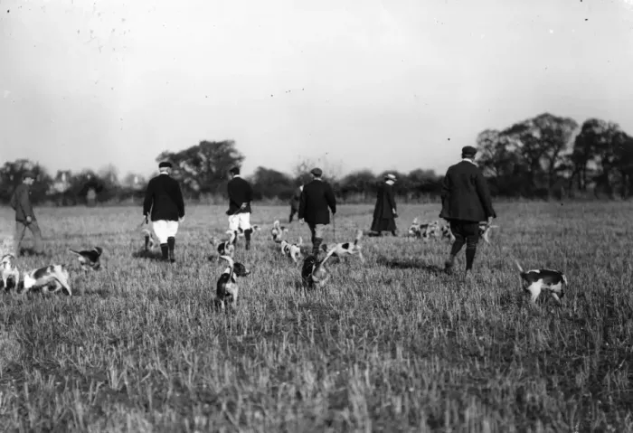 Framed Print : Hunting Beagles Framed Print : Hunting Beagles