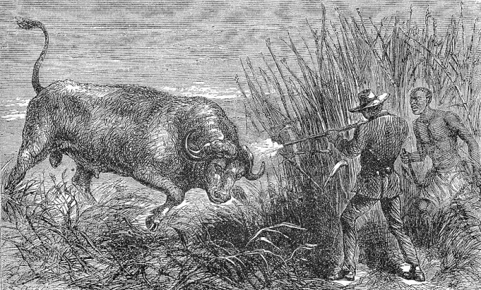 Framed Print : Hunting a buffalo, white hunter with rifle shoots the wildebeest, 1869, Botswana, Historic, digitally restored reproduction of a 19th century original, exact original date unknown