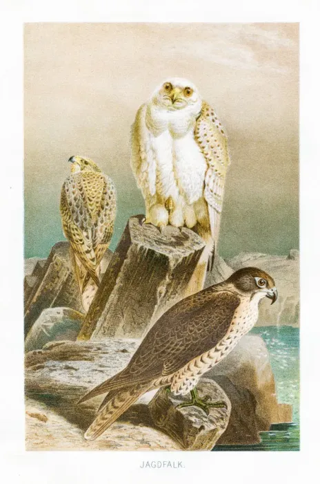 Framed Print : Hunting falcon engraving 1892 Framed Print : Hunting falcon engraving 1892