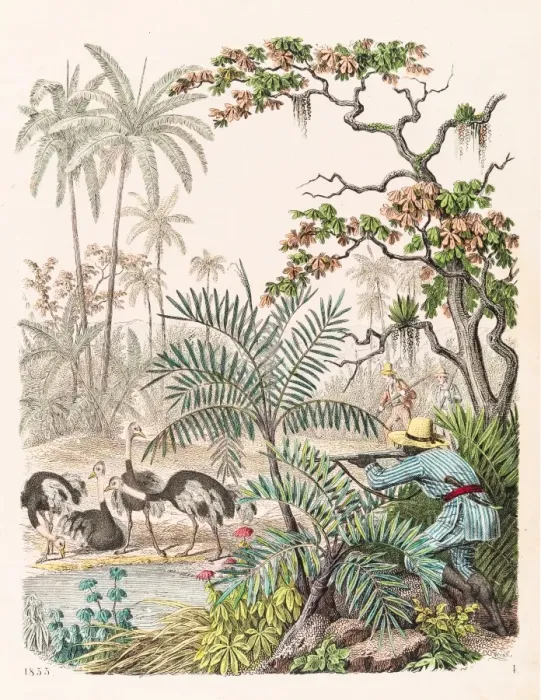 Framed Print : Hunting ostrich illustration 1853 Framed Print : Hunting ostrich illustration 1853