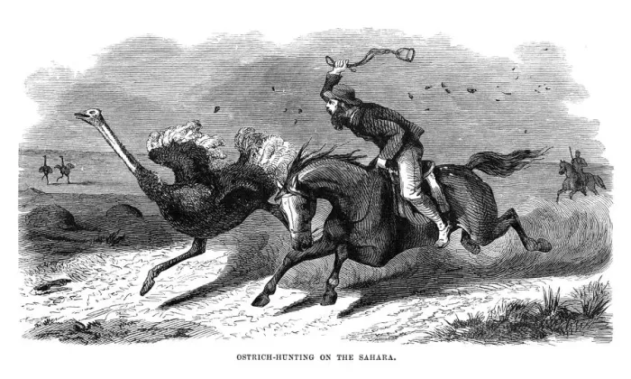 Framed Print : Hunting Ostrich in the Sahara engraving