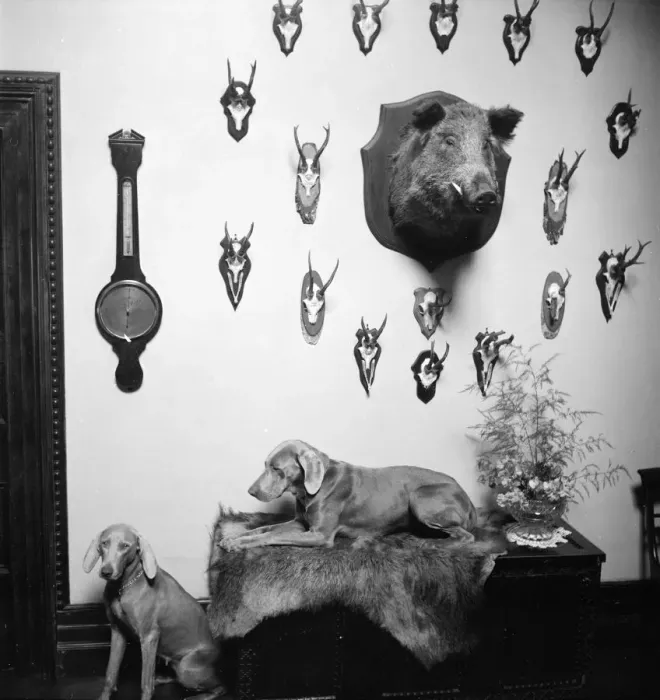 Framed Print : Hunting Trophies Framed Print : Hunting Trophies