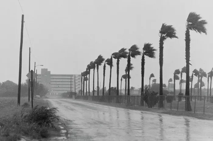 Framed Print : Hurricane Celia Blows Corpus Christie Palm Trees Framed Print : Hurricane Celia Blows Corpus Christie Palm Trees