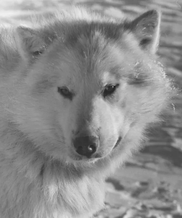 Framed Print : Husky Dog. An Alaskan Husky dog Framed Print : Husky Dog. An Alaskan Husky dog