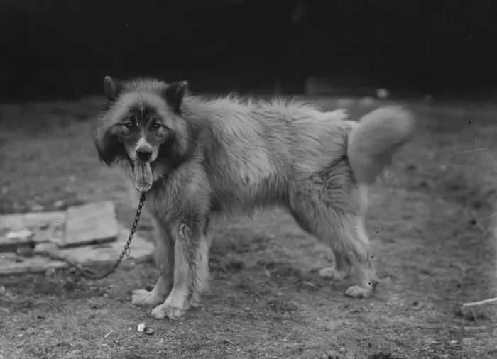 Framed Print : Husky Dog Chosen For Sir Ernest Shackletons Trans-Antarctic Expedition Framed Print : Husky Dog Chosen For Sir Ernest Shackletons Trans-Antarctic Expedition