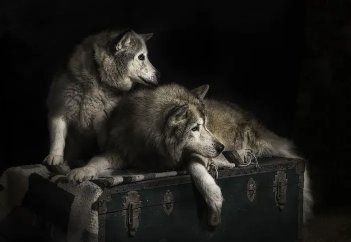 Framed Print : Husky dogs studio portrait Framed Print : Husky dogs studio portrait