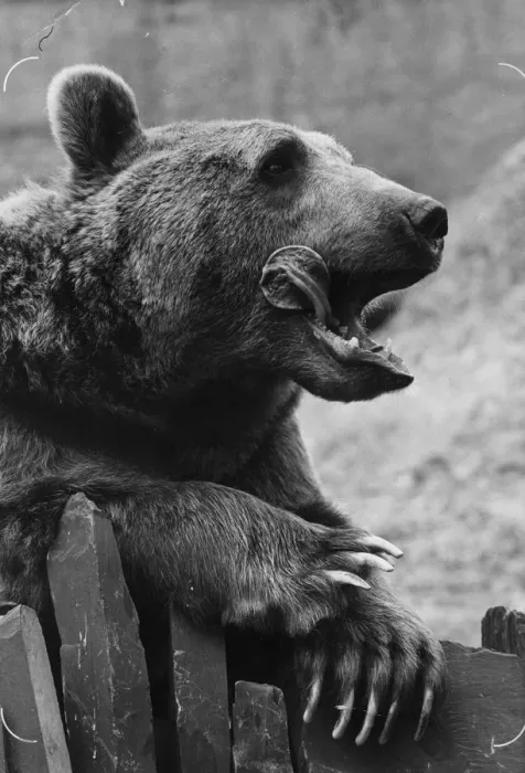 Framed Print : Yummy. Hustle, the London Zoo brown bear, licks his lips Framed Print : Yummy. Hustle, the London Zoo brown bear, licks his lips