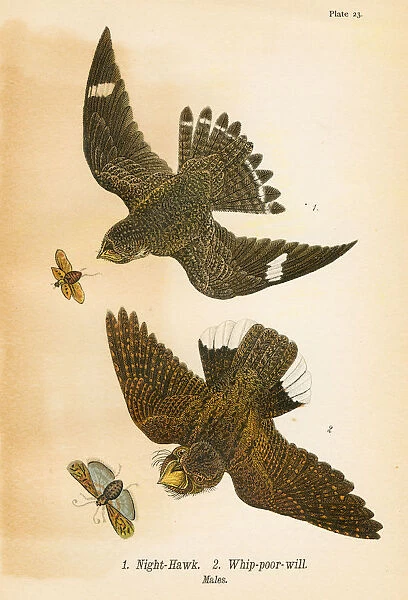Hwaks bird lithograph 1890